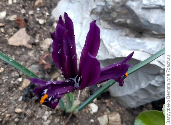 Мокрый ириска