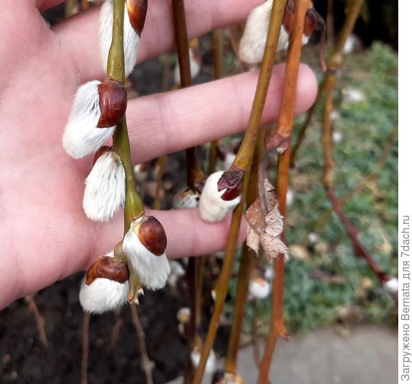 Запушистилась