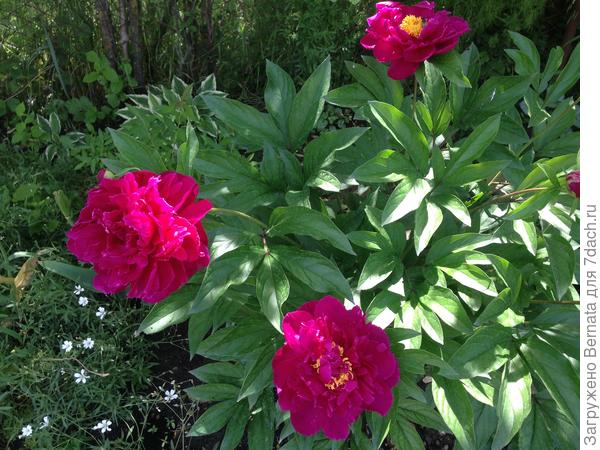 Со старого дома.. По факту он более тёмный...