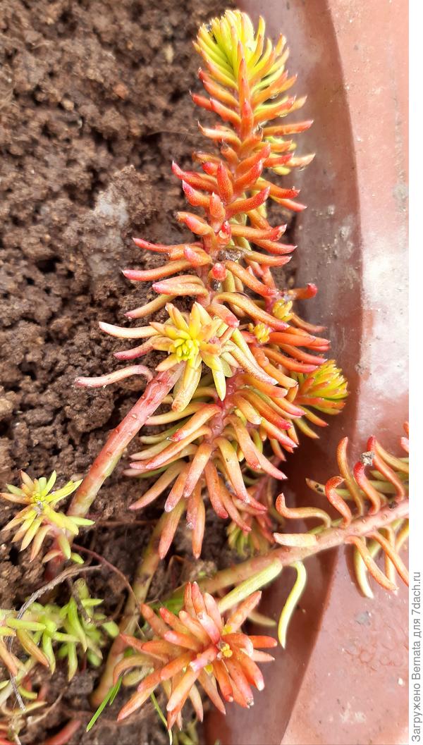 Отдельные веточки похожи на книфофию:)))