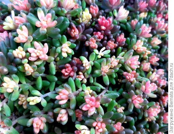 Или это все-таки другой  вид очитка?