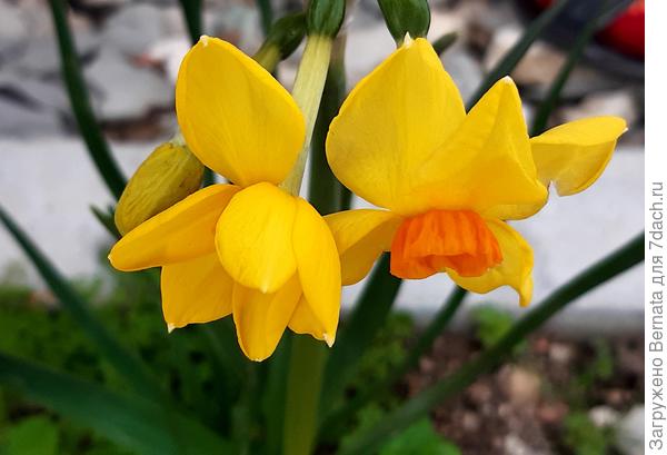 Такие нарциссы я называю &quot;утятами&quot;:)))