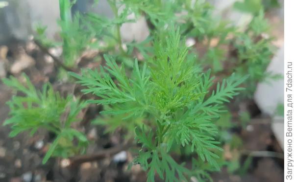 Листья молодые, возможно они потом изменятся, как-то...