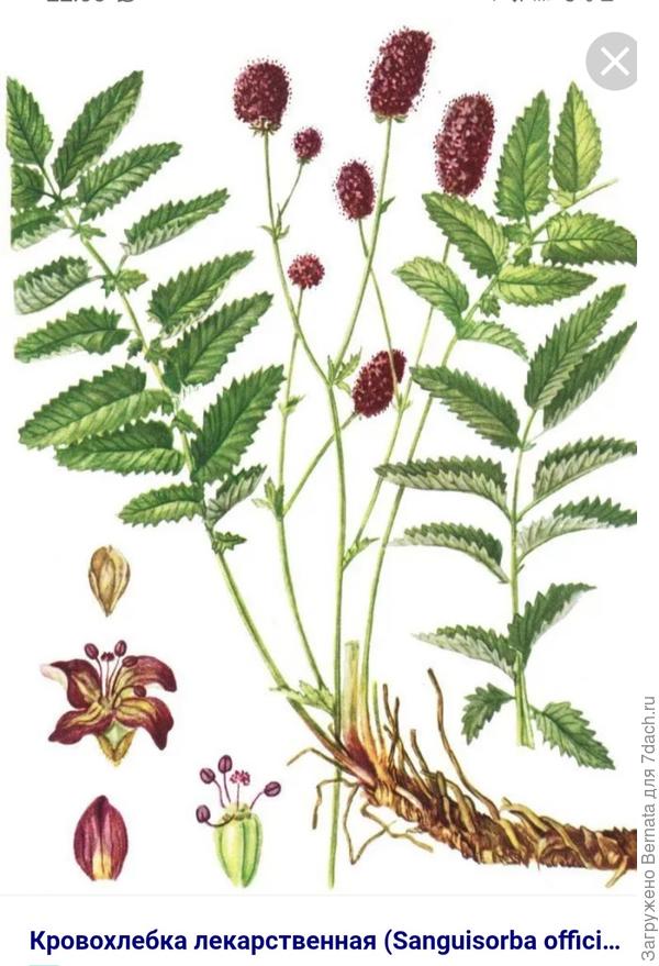 Травяной чай "Кровохлебка" (корень) - купить с доставкой по выгодным ценам в инт