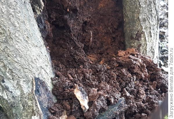 Внутри мокрая &quot;каша&quot;...