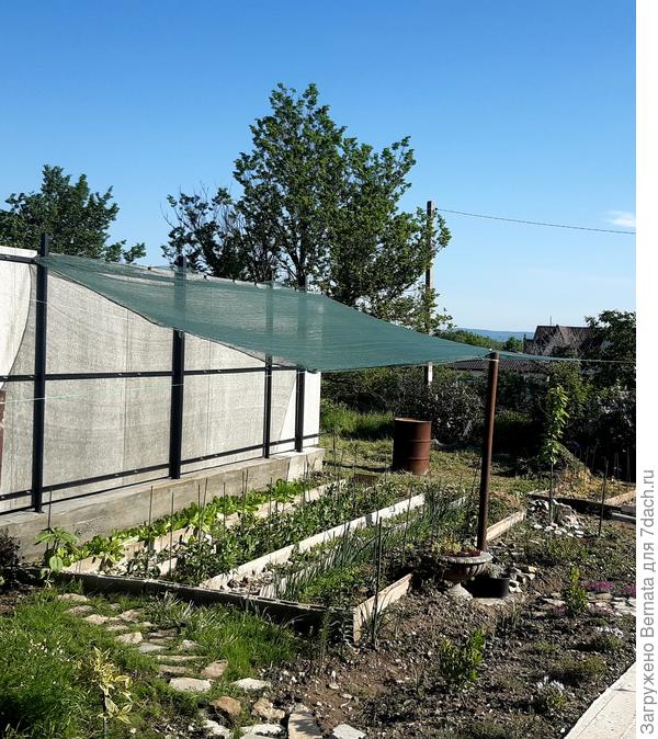 Солнце будет попадать только в утренние часы.., огурцы растут на узкой грядке  вдоль забора...