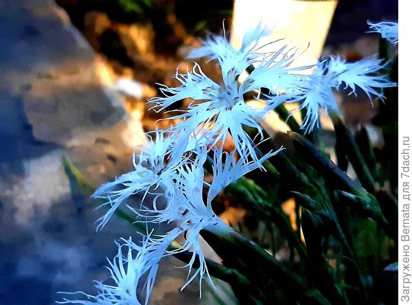 Трогательная лохматая гвоздичка...