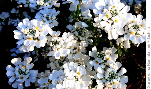 Вечнозелёный иберис