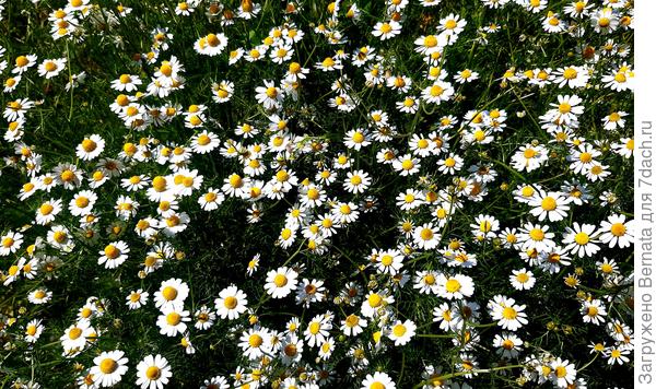 А полянка аптечной ромашки отражает, как солнечный, так и лунный свет...