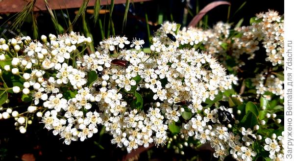 Пираканта хороша осенью и зимой, благодаря ярким гроздьям я6од и вечнозеленым листьям, но и весной она смотрится не менее привлекательно