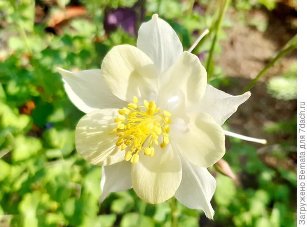 Хрупкая и нежная аквилегия...