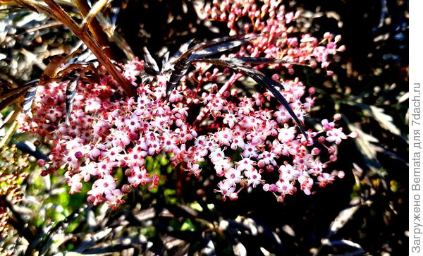 У бузины цветы хоть и с розовой каёмочкой, но ночью они смотрятся белоснежными, еще и благодаря контрасту с фиолетово-бордовыми листьями кустарника