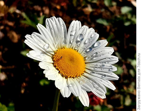 Обычный нивяник играет роль."лампочки" в саду...