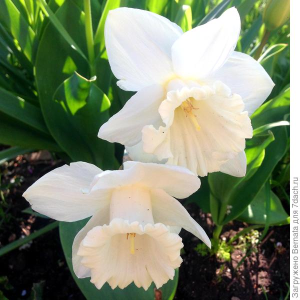 Крупные граммофоны, долгое цветение...