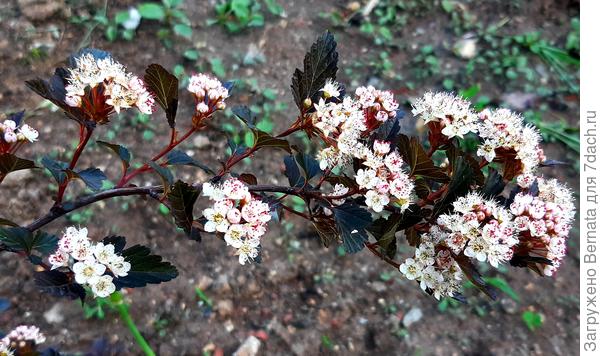 Цветы пузыреплодника хороши не только в лунную ночь, так как благодаря контрасту с темно-бордовыми листьями, привлекают к себе внимание в любое время суток