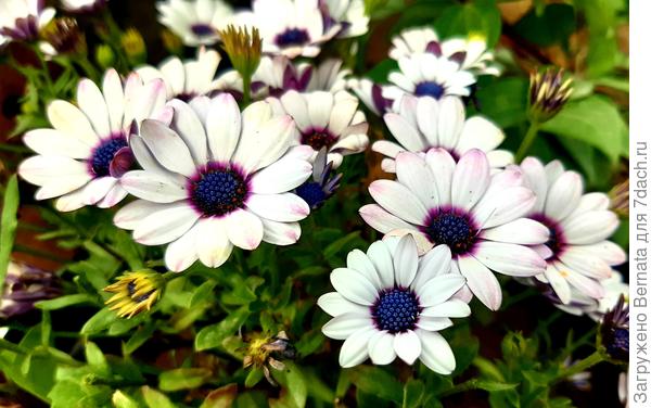 Его белоснежные лепестки привносят чистоту и свежесть в любой уголок сада