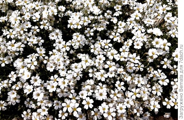 Ясколка неповторима во время цветения, очень декоративна зимой, но к сожалению, очень агрессивна, поэтому требует жёсткого ограничения