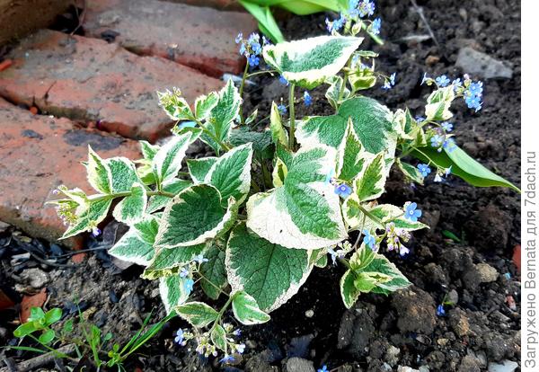 У бруннеры Вариегата белые не цветы, а листья, которые создают световые пятна в самых тёмных уголках