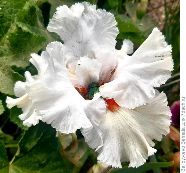 Белый лебедь, иначе не скажешь