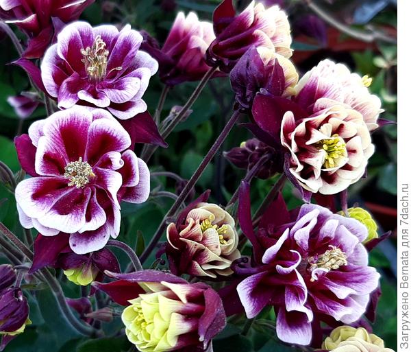 Аквилегия Винки хороша среди зарослей вишневых и бордовых аквилегий