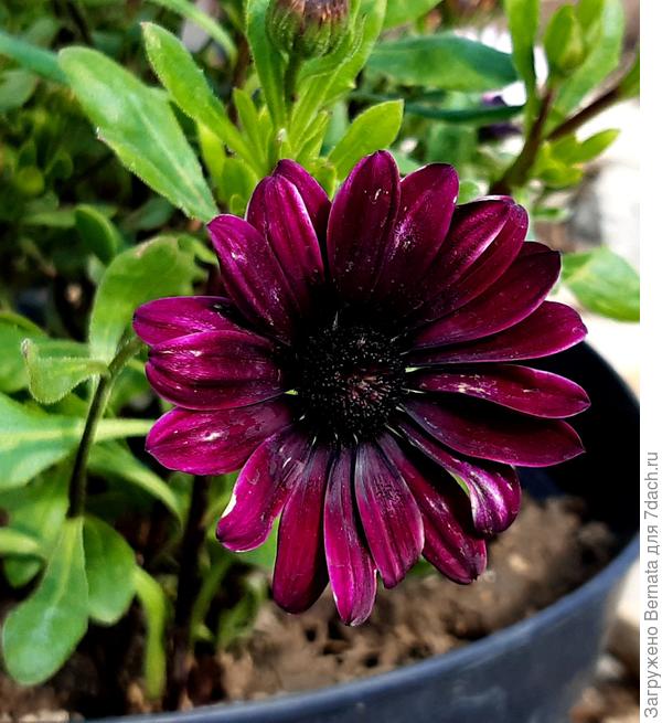 Все остеоспермумы у меня растут в горшках.., сильной жары пока не было, поэтому чувствуют они себя хорошо. Начнётся жара, высажу в грунт. Морозы ниже -10 они не переносят, поэтому я готова к тому, чтобы на зиму, если будут морозы, их снова выкопать для сохранения в горшках в прохладном месте...