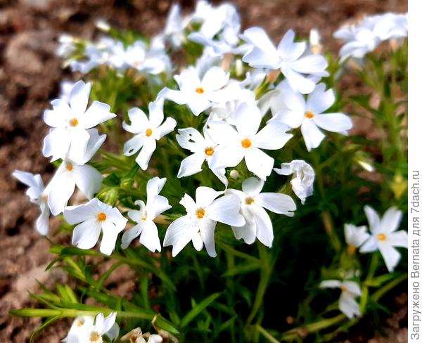 Белоснежный шиловидный флокс хорош на солнечных местах...