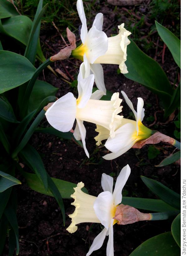 Вдоль дорожек подобные группки нарциссов смотрятся очаровательно