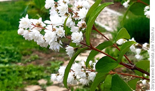 Дейция, наравне со спиреей, красива и неприхотлива.