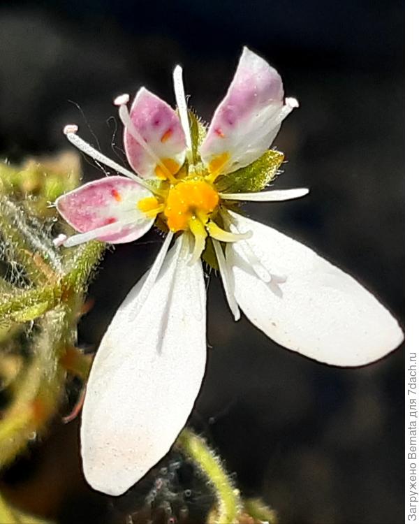 Инопланетянка :))