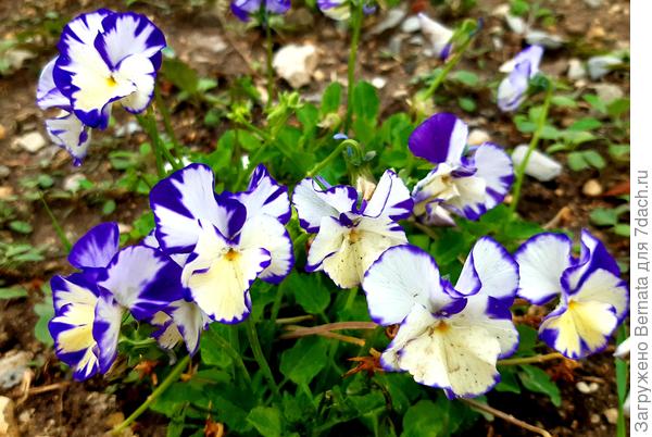 А виола рогатая Ребекка среди фиолетовых сестёр...