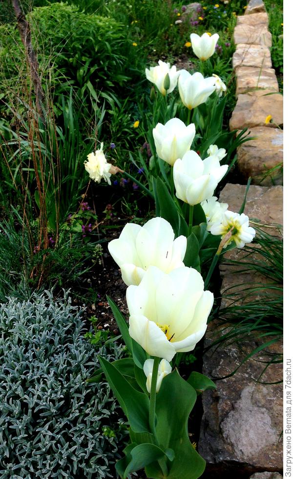 Полоска белых тюльпанов вдоль дорожек - классика жанра. Эта фотография со старого участка, но и на новом у меня ничего не изменилось