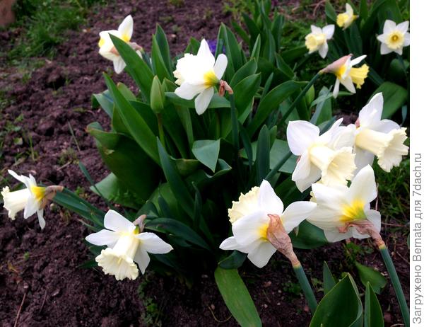 Этот сорт при раскрытии цвета топлёного молока, но после цветы становятся белоснежными