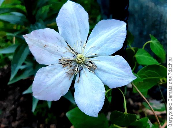 Белые клематисы хорошо смотрятся на чёрных опорах