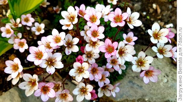 Камнеломка Арендса привносит в картину сада световые блики круглосуточно