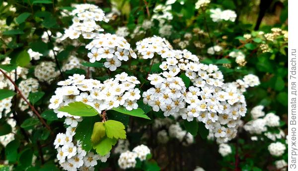 Спирея, пожалуй, самый распространённый из кустарников с белоснежными цветами