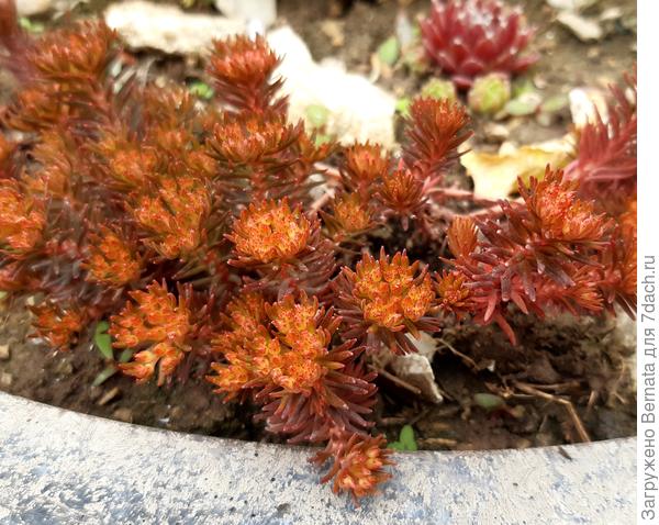 Седум отогнутый  Шоколад Бол (Sedum Chocolate Ball), здесь он собирается цвести, поэтому кончики посветлее, став почти оранжевыми