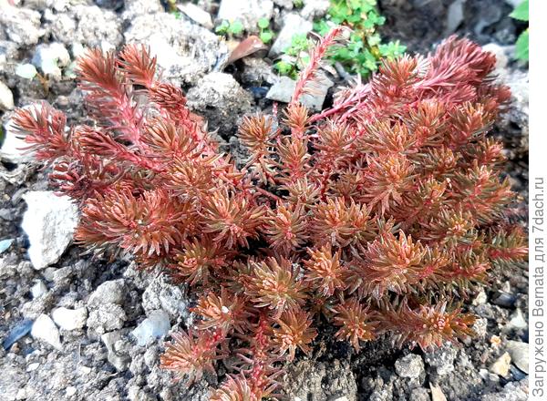 Очиток отогнутый Шоколад Бол