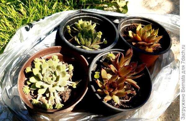 Вот эти 4 горшочка я взяла за 100 рублей, то есть по 25 каждый...