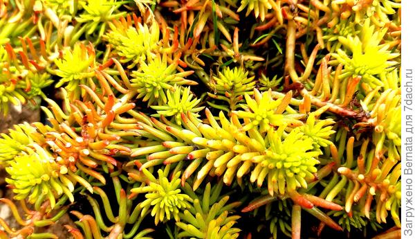 Очиток отогнутый или Седум Лемон Бол (Sedum Lemon Ball)