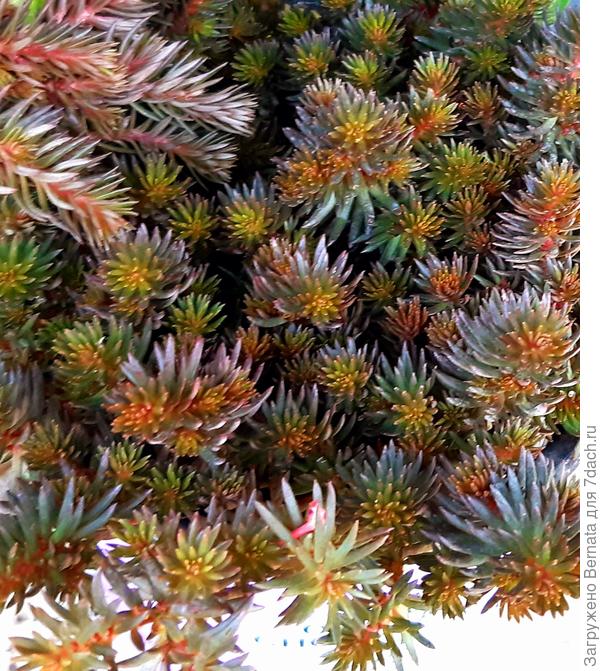 В тени он зеленеет... Но, в целом, это обычный отогнутый очиток...