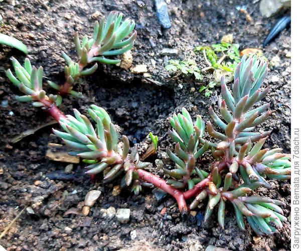 Очиток отогнутый без сорта