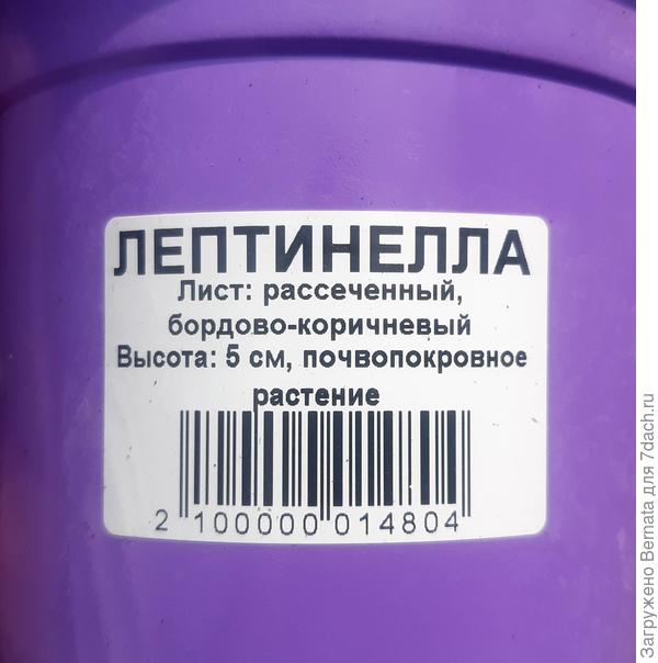 Недавно мне попалась на глаза новая травка...