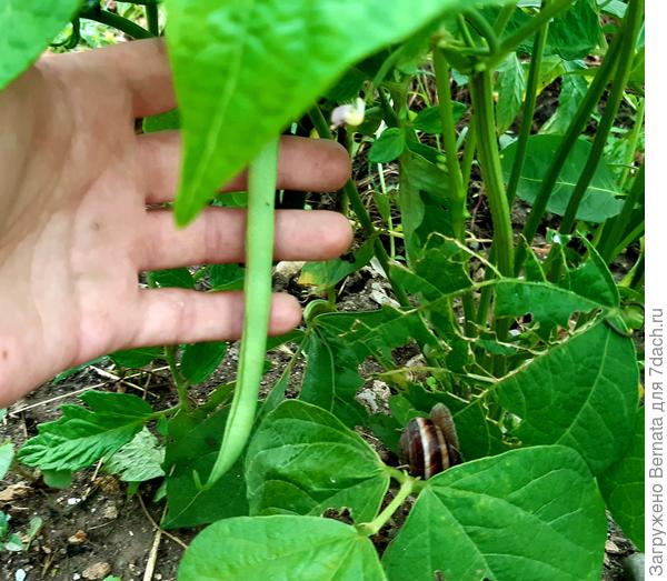 Уже и фасоль...