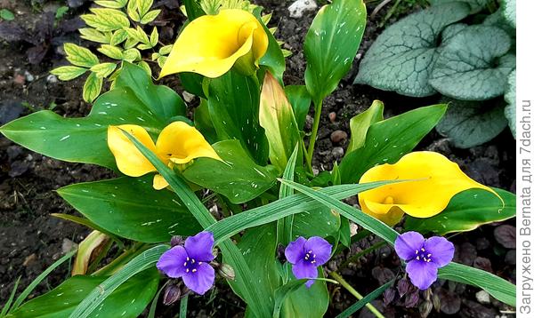 Каллы и традесканция