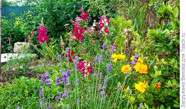 Клумба называется "деревенский цветник"