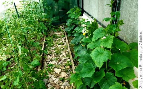 Огуречные и помидорные ряды...