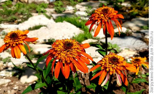 Эхинацеи