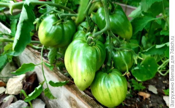 Зато помидорам плевать, где они растут :))