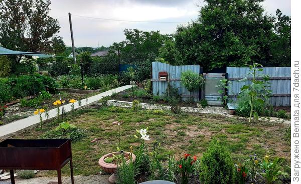 Газон у меня пока с проплешинами... Осенью буду досевать овсяницу, если сама не разрастется..