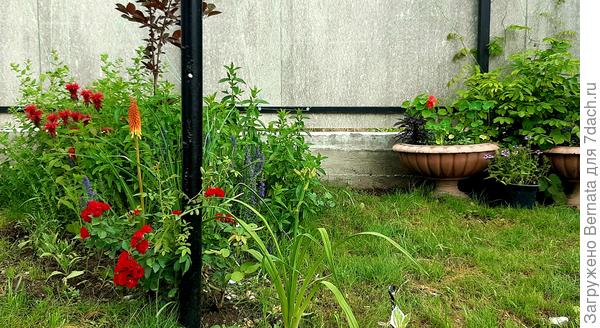 Здесь у меня ещё одна небольшая лужайка-пятачок